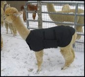Alpaca Jacket Volwassen Klein Medium Gewicht