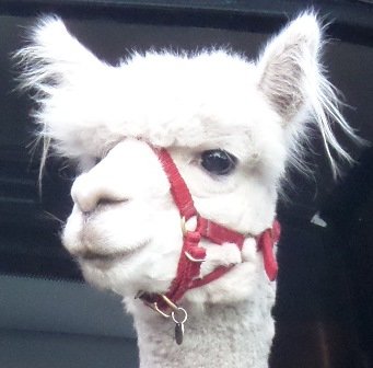 Alpacahalster