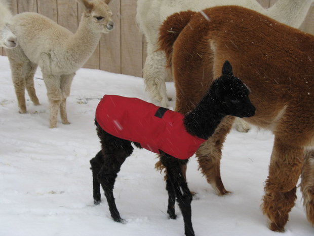 Alpaca Jacket Zwaar Gewicht