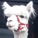 Alpacahalster_