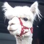 Alpacahalster